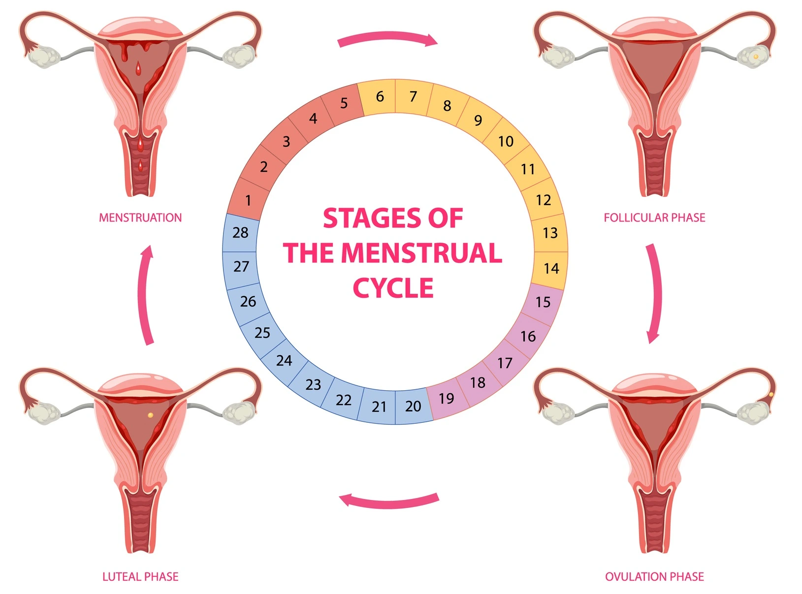 menstrual cycle